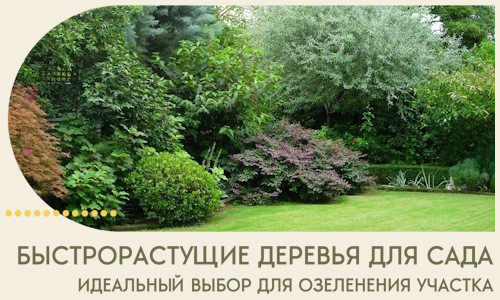 Быстрорастущие деревья для сада идеальный выбор в Луге