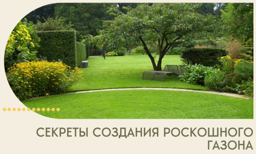 Секреты создания роскошного газона в Луге